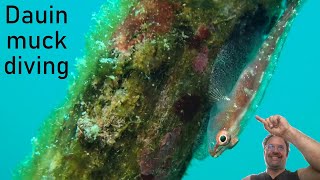 Dauin Muck Diving: Gobies, Eels, Crabs and Nudis