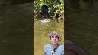 Jacaré Acú Predando PORCO SELVAGEM #shorts #animais #natureza
