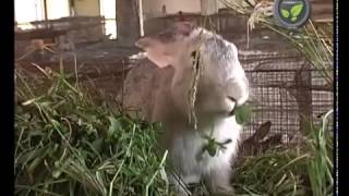 Rabbit farming in developing countries (cuniculture)