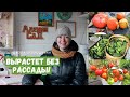 Обойдемся без рассады! / Что можно выращивать без рассады?