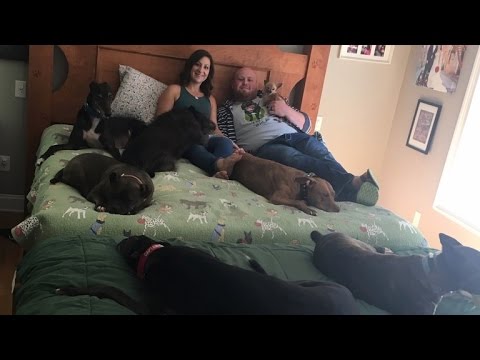 Video: Paar bestelt een 14ft op maat gemaakt bed om hun 8 honden te herbergen