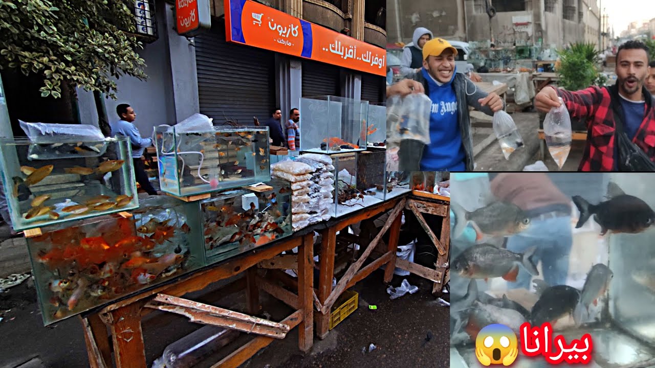 اسعار سوق الجمعه اسماك الزينه في اسكندريه وسمكه البرانه القاتل ه احترس🖐️