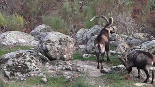 GREDOS IBEX ON SIERRA DE GREDOS