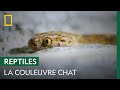 Cette couleuvre chat se cache dans un petit jouet pour enfant | SNAKES IN THE CITY