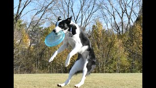 Disc Dog - How to Start Competing with your Dog 1 of 3