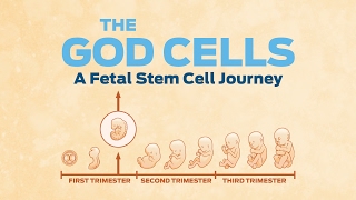 The God Cells: A Fetal Stem Cell Journey - Trailer