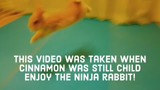 Ninja Rabbit