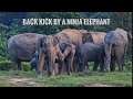 A NINJA ELEPHANT IN NAMBOR ELEPHANT HERD