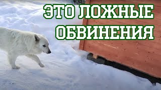 видео: Цыплячий вор картинка: Цыплячий вор