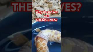 Why Do Snakes Eat Themselves?