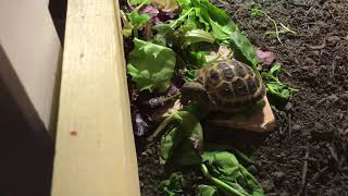 How much can Titan the tortoise eat #1