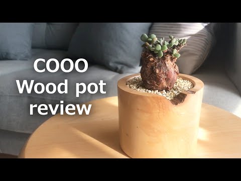 For caudex plants only] Replanting Ceraria pygmaea in a pot made