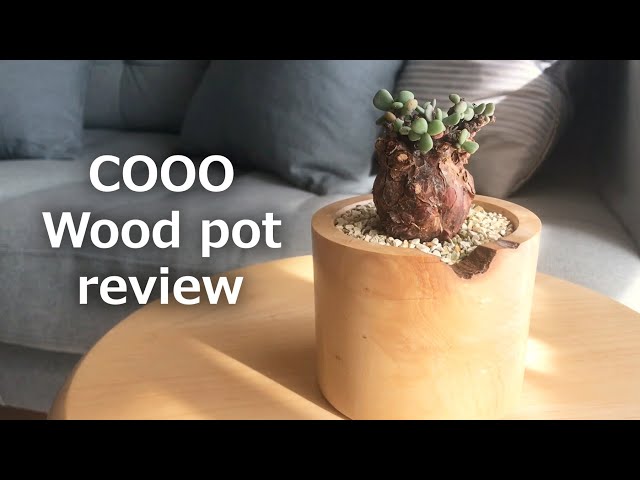 For caudex plants only] Replanting Ceraria pygmaea in a pot made