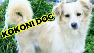 kokoni Dog - Top 10 Facts You Must Know by Jungle Junction 508 views 1 month ago 9 minutes, 16 seconds