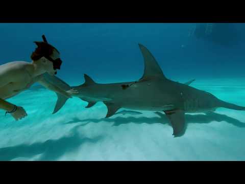 Sharkwater Extinction Trailer | 2019