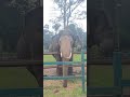 ಅಭಿಮನ್ಯು #elephant  #wildliferescue #shortsviral #animals #shortvideos #short #wildlife