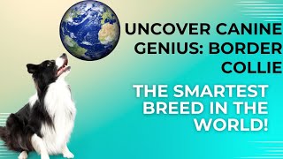 Unveiling the Extraordinary Intelligence of the Border Collie #dogs #bordercollie by Dogs in Facts 75 views 8 months ago 5 minutes, 3 seconds