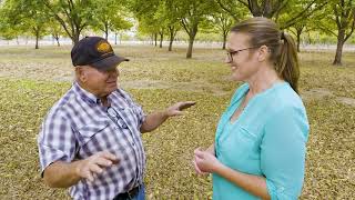 Harvesting Pecans in Verdigris