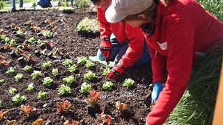 Details Nebraska Stories | Planting A Sunken Garden Update