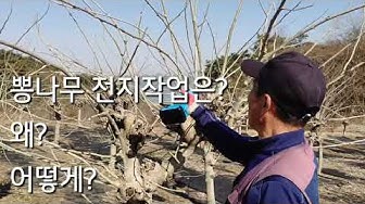 가지치기 - Youtube