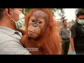 Fighting to Protect Orangutan and Their Forest Homes in Sumatra