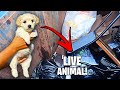 RESCUED ! DOG FOUND In PET STORE DUMPSTER ! WHAT HAPPENED ?! DUMPSTER DIVING AT THE PET STORE!!
