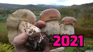 First porcini 2021. Lets go in forest.