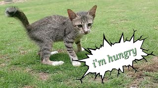 kucing lucu kucing abu-abu yang menggemaskan sekali by CAT FAMILY 281 views 5 months ago 2 minutes, 25 seconds