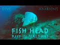 DIVE in FISH HEAD. Погружение на живописный риф &quot;Рыбья голова&quot;.