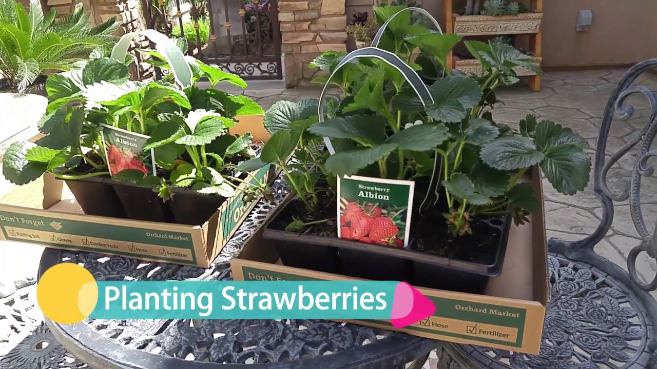 Planting Albion Strawberries