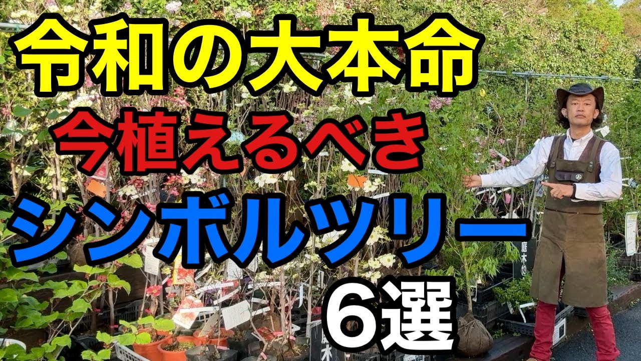 【隣と差がつく】 誰もが羨むスリーランク上のシンボルツリー教えます　 【園芸】【ガーデニング】【初心者】