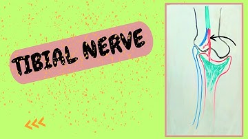 Tibial nerve // Anatomy, origin, course and branches of the tibial nerve