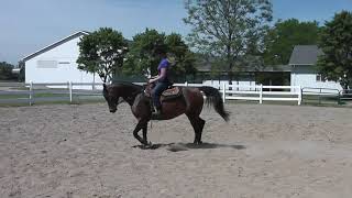 MSU Suri Under Saddle