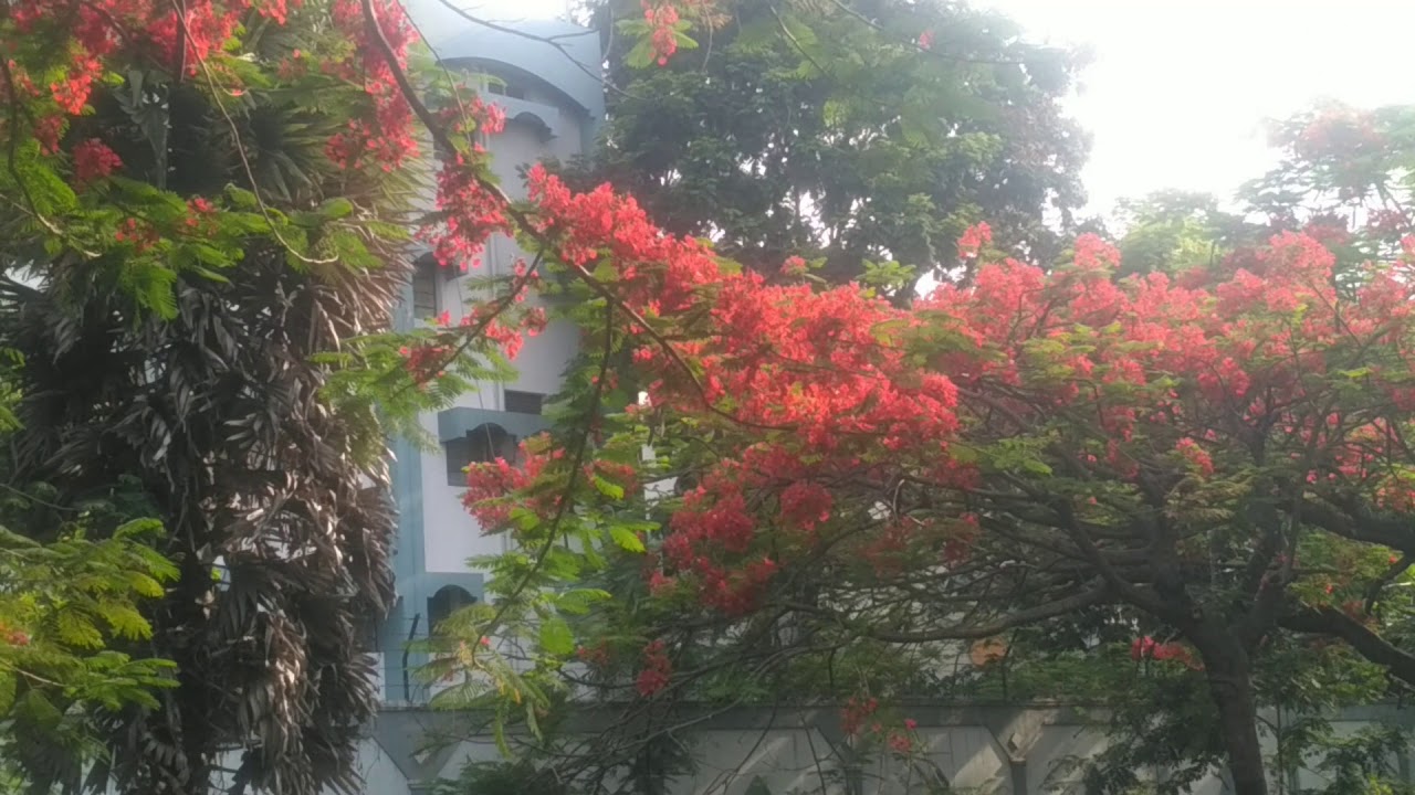 Red tree #red flower tree in india