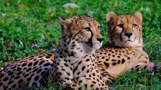 Tiger, Lion, Leopard, Lynx, Cheetah, Puma Quiet Music- Calm, Quiet, Animals- Mrs. Arensberg screenshot 5