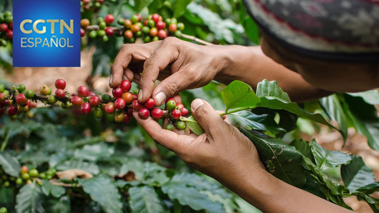 EE. UU. abandona el Acuerdo Internacional del Café