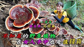 REP：不知名的野生植物，在女人手中也是值錢貨《女人一片天》第五季 完結篇