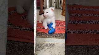 panna ki tammana #doglove #cutepuppy #dogsofinstagram #dog #planetofmax