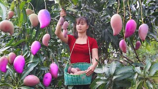 Harvesting Red Pumpkin Goes to market sell, Take care animals in farm | Tiểu Vân Daily Life