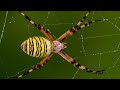 🕷 ¿Qué tan PELIGROSA es la ARAÑA TIGRE? - Animales Salvajes