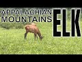 Discover These Mind-blowing Elk Facts In The Southern Appalachian Mountains!