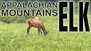 Discover These Mind-blowing Elk Facts In The Southern Appalachian Mountains!