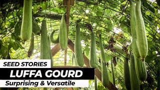 SEED STORIES | Luffa Gourd: Surprising and Versatile