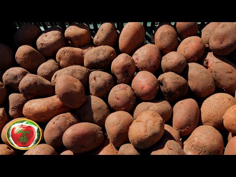 Video: Oes aartappels: hoe en wanneer om aartappels op te grawe