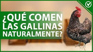 ¿Qué COMEN las GALLINAS naturalmente y en los criaderos?  Nutrición aviar