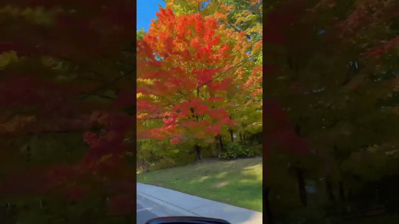 Canada Trees || Extreme Beauty 