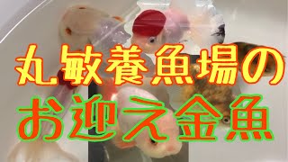 【丸敏養魚場で買った金魚】加藤氏作らんちゅう・虎柄江戸錦・飯田丹頂