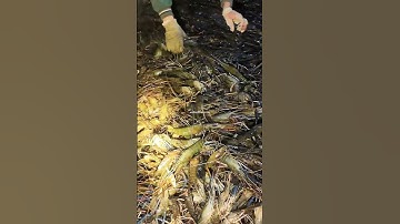 Thu tôm càng xanh đêm🦞#VũĐứcThiện #ViệtÚc