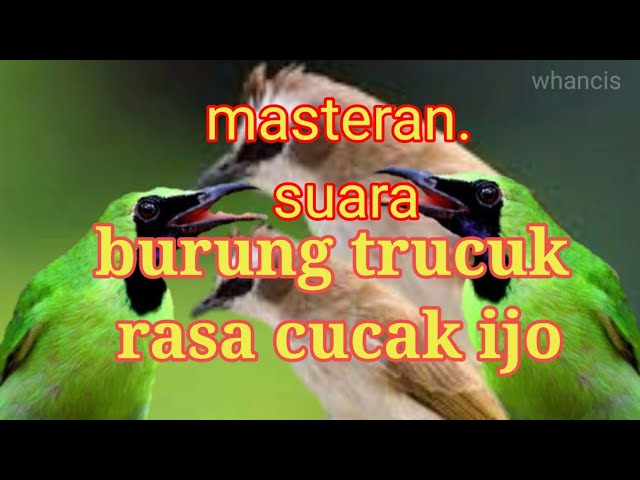 masteran burung trucuk rasa cucak ijo class=