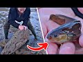 Pche  pied tout savoir sur les animaux de bord de mer  feat arthropsida1997